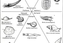 Photo of Исчезнувшие виды моллюсков