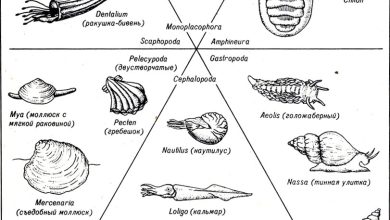 Photo of Исчезнувшие виды моллюсков