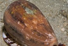 Photo of Опасные представители моллюсков