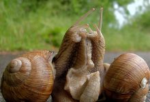 Photo of Спаривание у моллюсков