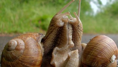 Photo of Спаривание у моллюсков