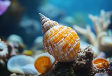 Photo of Популяция ракушек в опасности