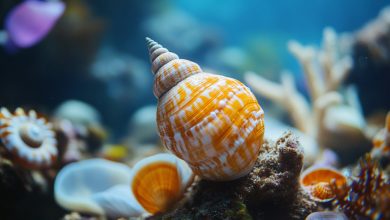 Photo of Популяция ракушек в опасности
