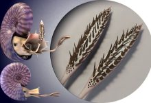 Photo of Открытие ископаемых моллюсков