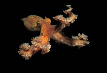 Photo of Почему головоногие считаются умными