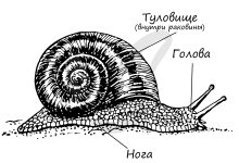 Photo of Особенности строения моллюсков