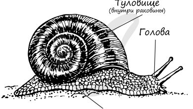 Photo of Особенности строения моллюсков