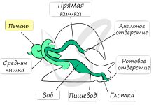Photo of Защитные механизмы моллюсков