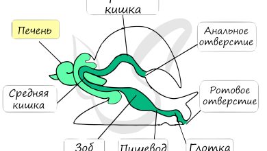 Photo of Защитные механизмы моллюсков