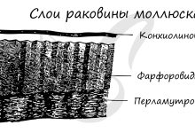 Photo of Строение панциря у моллюсков
