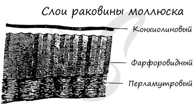 Photo of Строение панциря у моллюсков