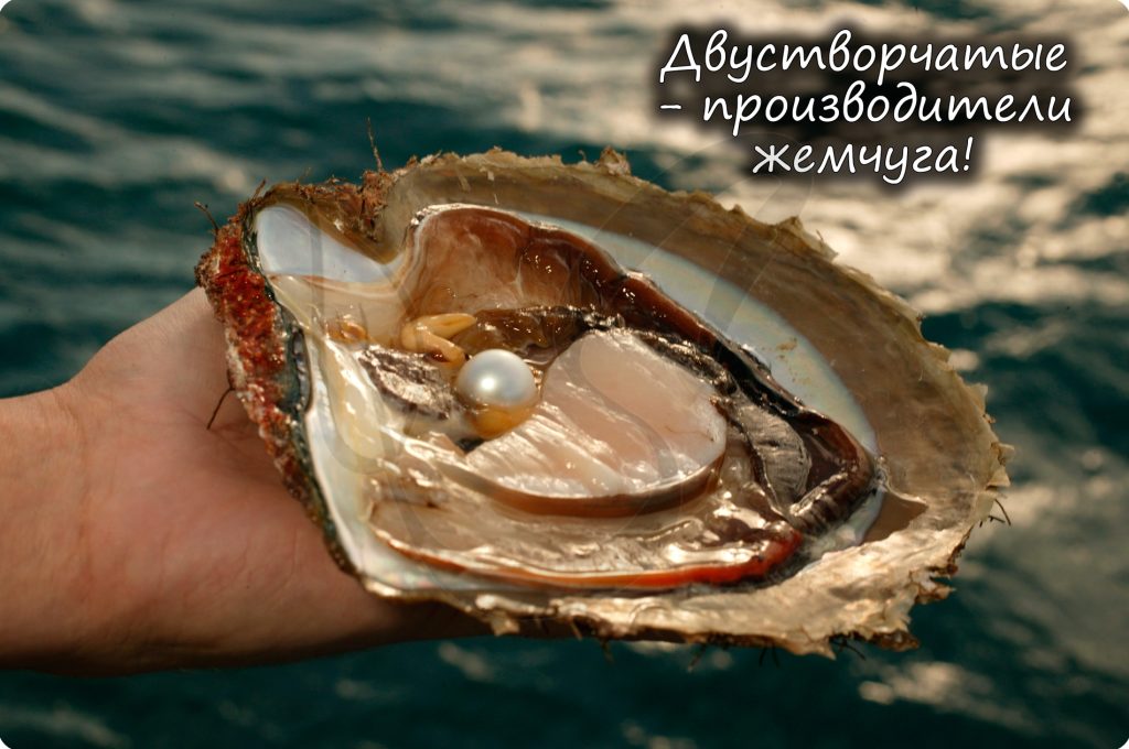 Фото 9 — Питание двустворчатых моллюсков
