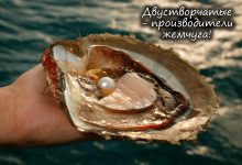 Photo of Питание двустворчатых моллюсков