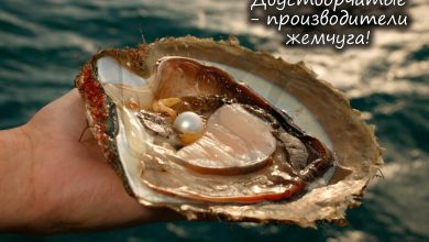 Photo of Питание двустворчатых моллюсков