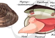 Photo of Охрана двустворчатых видов