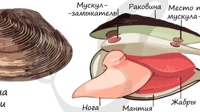 Photo of Охрана двустворчатых видов