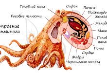 Photo of Головоногие моллюски: виды и характеристики