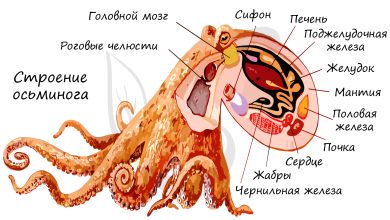 Photo of Головоногие моллюски: виды и характеристики