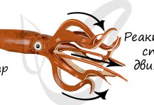 Photo of Как головоногие используют свои щупальца