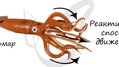 Photo of Как головоногие используют свои щупальца