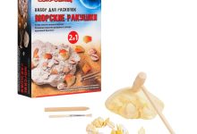 Photo of Сокровища из ракушек