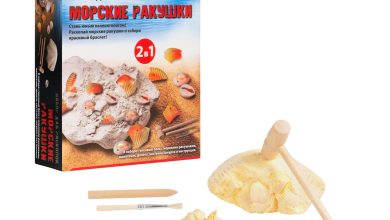 Photo of Исследование морских ракушек