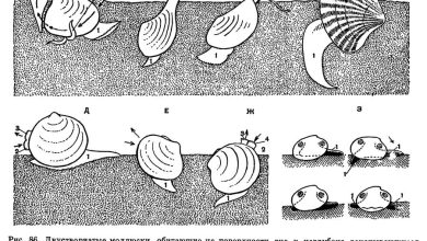 Photo of Сравнение современных и вымерших моллюсков
