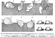Photo of Размножение двустворчатых моллюсков