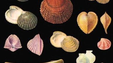 Photo of Разнообразие двустворчатых ракушек