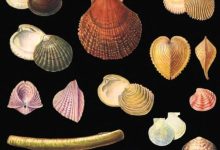 Photo of Мир двустворчатых моллюсков