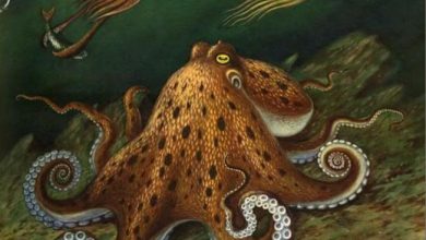 Photo of Опасности, которые несут головоногие