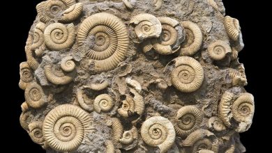 Photo of Гипотезы о вымирании моллюсков