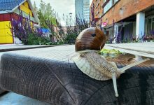 Photo of Перенаселение улитками