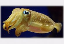 Photo of Потрясающие способности головоногих моллюсков