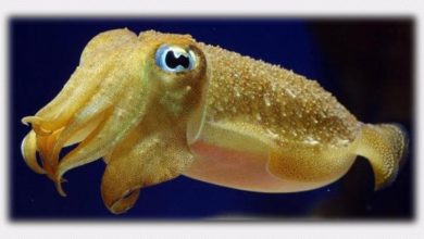 Photo of Потрясающие способности головоногих моллюсков