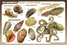 Photo of Секреты эволюции моллюсков