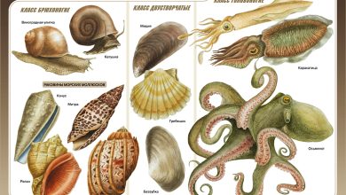 Photo of Секреты эволюции моллюсков