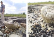 Photo of Изучение вымерших моллюсков