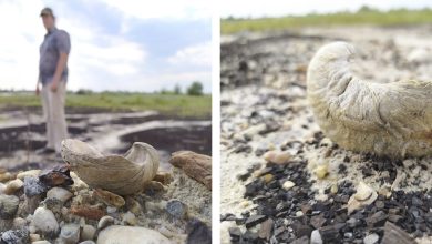 Photo of Изучение вымерших моллюсков