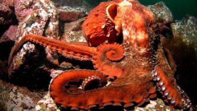 Photo of Самые красочные головоногие