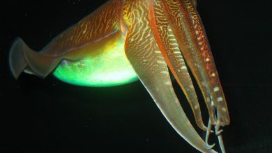 Photo of Интересные факты о головоногих