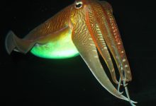 Photo of Удивительные особенности головоногих