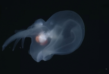 Photo of Загадочная жизнь морских моллюсков