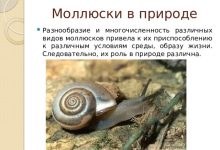 Photo of Роль брюхоногих в экосистеме