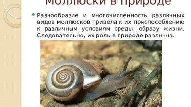 Photo of Роль брюхоногих в экосистеме