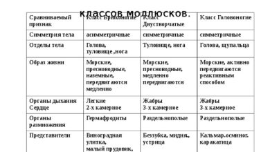 Photo of Уникальные способы питания моллюсков