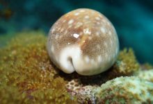 Photo of Подводный мир и моллюски