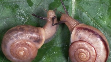 Photo of Великолепие разнообразия брюхоногих