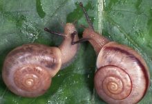 Photo of Аномальные находки моллюсков