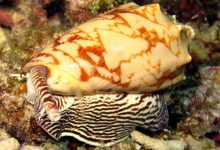 Photo of Редкие вымершие моллюски